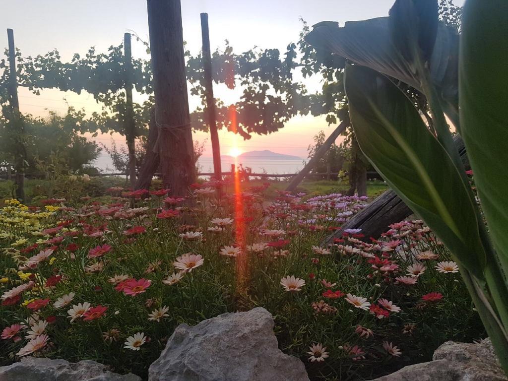 太阳农家乐 阿纳卡普里 外观 照片